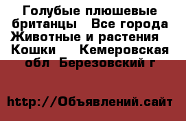 Голубые плюшевые британцы - Все города Животные и растения » Кошки   . Кемеровская обл.,Березовский г.